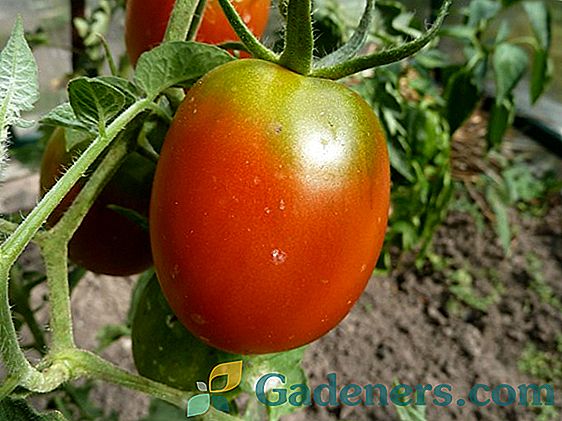 I. M. Маслов metodas pomidorų derliaus didinimui