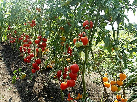 Variedades de variedades de cosecha de tomate "De Barao", recomendaciones para el crecimiento de plántulas