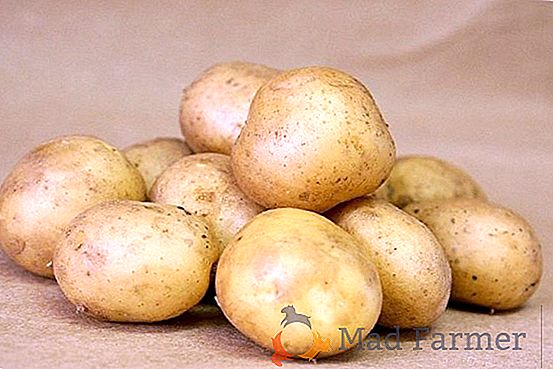Разнообразие от картофи "Лабела": описание на висока красота от Холандия