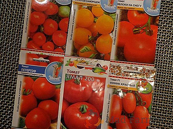 Variedade de tomate "Caramelo amarelo" F1 - alegria do sol-mel em suas camas