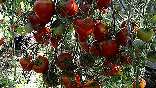 Varietate de roșii "Tarasenko Jubilee": descriere și recomandări pentru cultivarea unui soi de roșii productiv