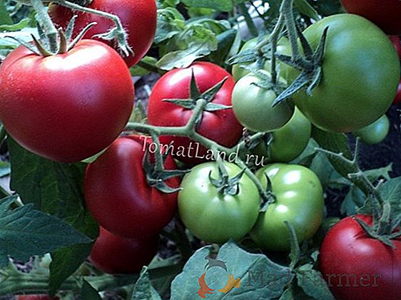 Сорт томата «Тайфун» F1: характеристика і опис помідорів, врожайність, плюси і мінуси сорти