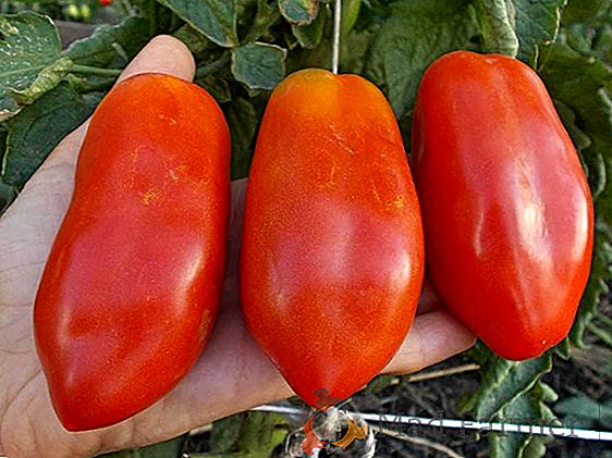 Разнообразие без кавга - описание на домати "Michel" F1