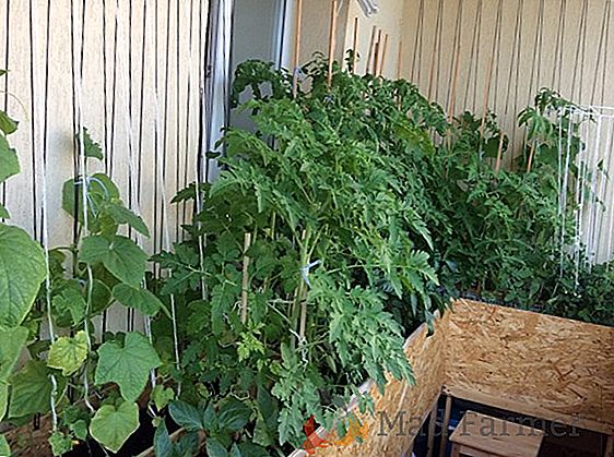 Hortalizas en el invernadero durante todo el año: cómo equipar el invernadero y cultivarlas en invierno?