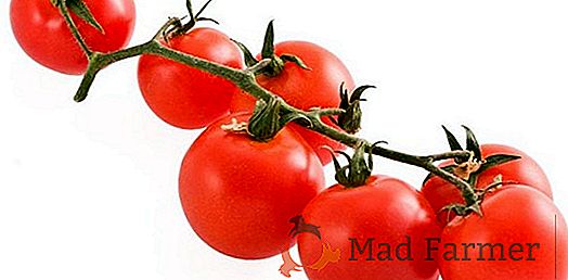 Ibrido a grande frutto per la coltivazione in serra - pomodoro "Rosmarino": caratteristiche, descrizione della varietà, foto
