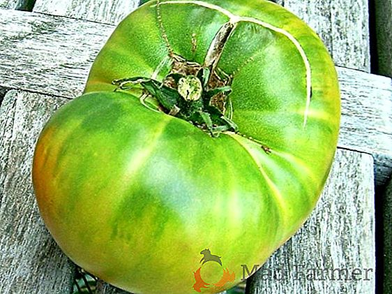 Pomodoro molto produttivo "Em Champion": descrizione e caratteristiche della varietà, resa in pomodoro