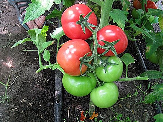 Pestujeme úrody rajčiaka "Volgogradets": popis a vlastnosti odrody