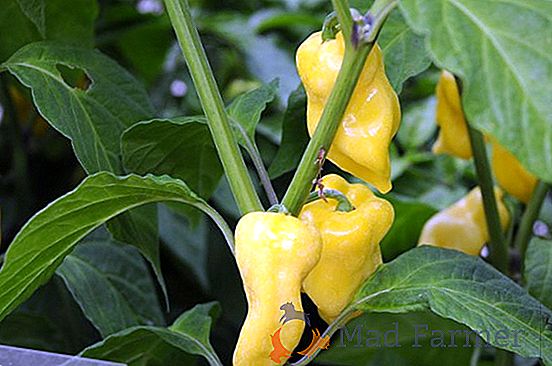 Berenjenas en un invernadero: ¿con qué plantar - con pepinos, tomates o pimienta?