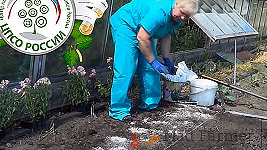 Uzgajamo domaću rajčicu "Moskovska delikatesa": opis, osobine i fotografiju sorte