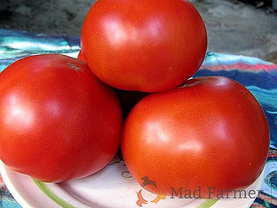 Nós crescemos cedo amadurecimento de tomate "Alsu": uma descrição da variedade e características do tomate