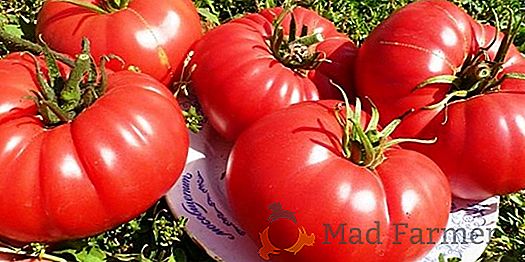Cultivarea roșiilor dvs. preferate "Cadou Babushkin": o descriere a soiului și a caracteristicilor sale