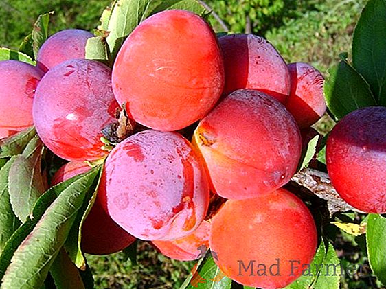 Выращиваем высокоурожайный томат «Ожаровский малиновый»: описание сорта, достоинства и недостатки