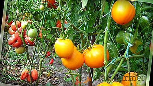 Cultivamos tomates grandes y sin pretensiones del trío siberiano