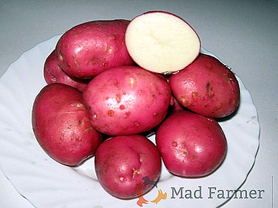 Nous cultivons des pommes de terre "Manifesto": une description de la variété, caractéristique, photo