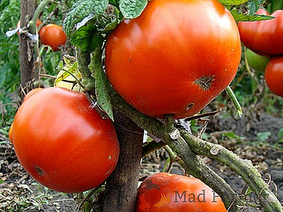 Tomate en croissance "front de taureau": une description de la variété, des photos, des recommandations