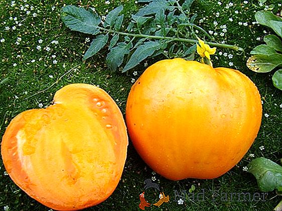 Pomodori in crescita "Honey Giant": caratteristiche e descrizione della varietà