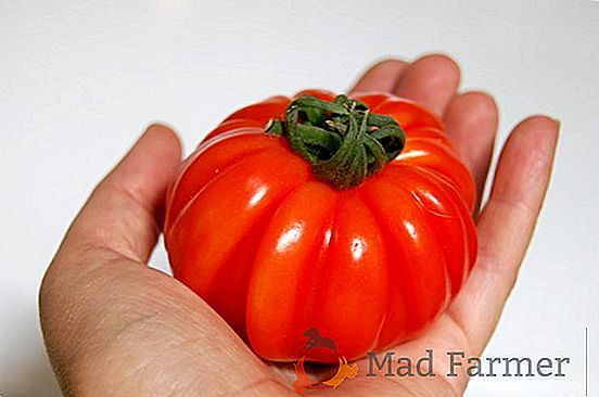 Nós crescemos tomate "Volgograd 5 95": descrição, características e fotos da variedade