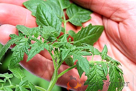 Noi plante castraveți: semințe pentru sere sau răsaduri? Alegerea, reguli pentru însămânțare și plantare, foto
