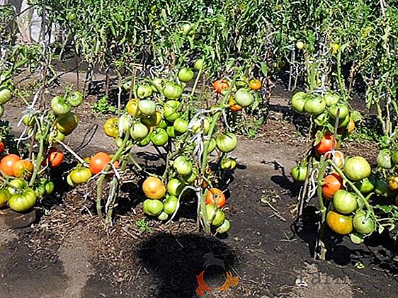 Какви са сортовете домати, които са устойчиви на късмета в оранжерията?