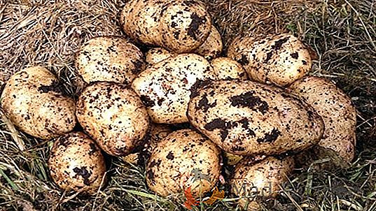 Qu'est-ce que les pommes de terre sous paillis, quels matériaux sont nécessaires pour une telle plantation et comment l'effectuer?