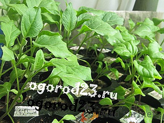 graines de poivre de plantation appropriées et plants d'aubergine quand semer, comment éviter le choix, comment l'eau et les soins pour les semis