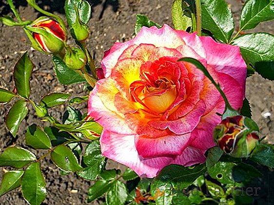 Wild Rose - frumusete gustoase în zona dumneavoastră: descrierea soiului, în special cultivarea de tomate