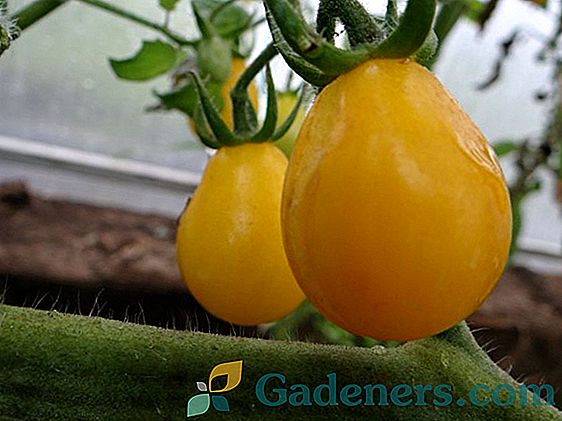 Žlto-ovocná squash: pravidlá výberu odrody a charakteristiky pestovania