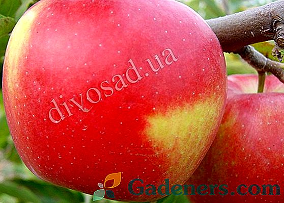 Apple Red Delicious: šķirnes apraksts un pienācīgas audzēšanas noslēpumi