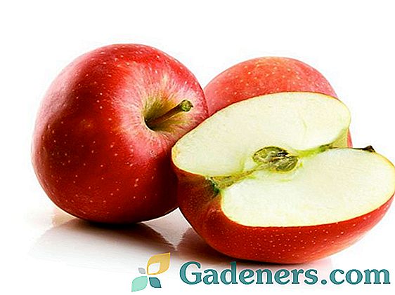 Jabłoń „Champion”: opis odmiany i charakterystyka uprawy