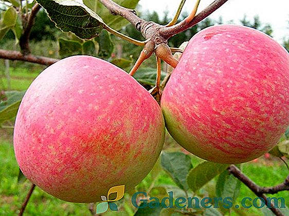 Apple ябълка 