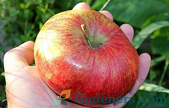 Obuolių saldainiai: vaisių auginimo taisyklės ir savybės