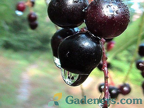 Cherry hybrids: charakteristiky hlavného druhu