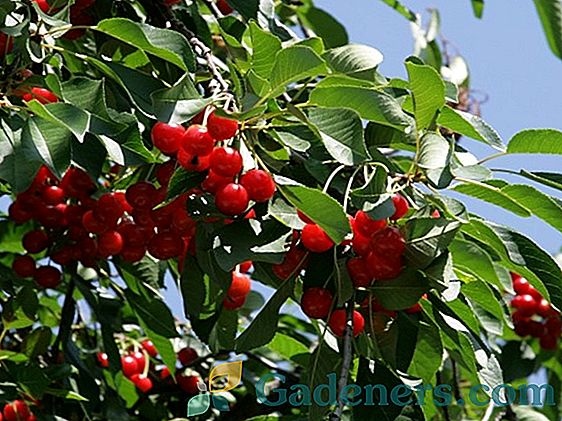Vyšnių Augalininkystė: padidina darbo našumą su mažesne nei rinkos verte pagalba