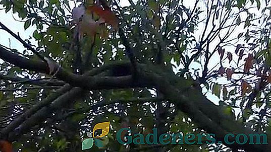 Colon-shaped apricots: opis sorti, sadnju i brigu o drveću