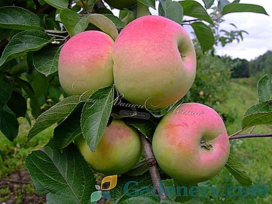 Описание на ябълковото дърво на 
