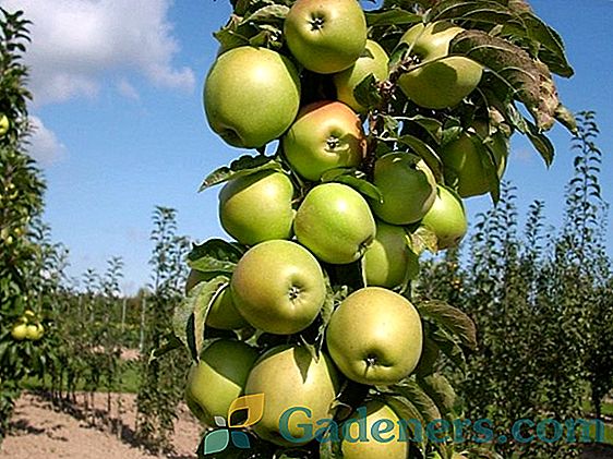 Vlastnosti jablone 