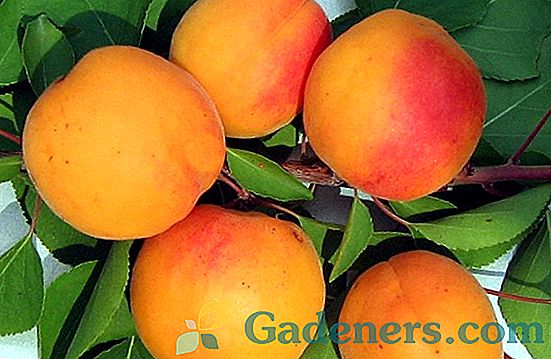Vlastnosti odrůdy meruňky 