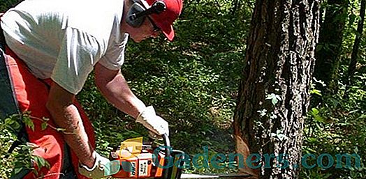 Jak řezat strom: technologie a metody řezání