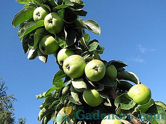 Kako raste jabolko popularne sorte 