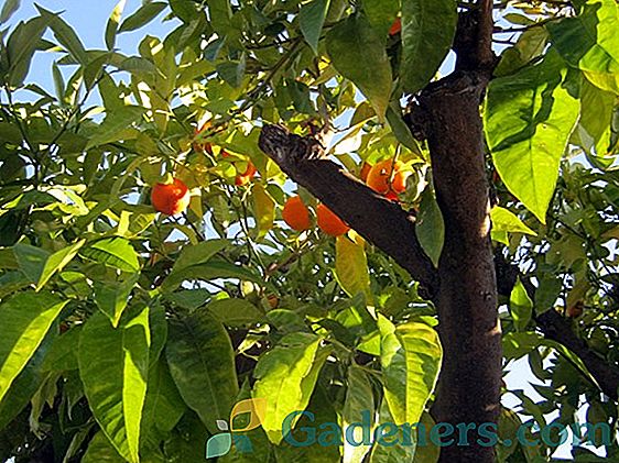 Kaip auginti mandarinų medį namuose