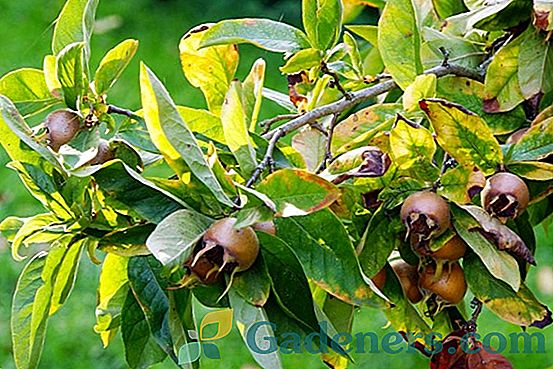 Mexická a německá medlar: užitečné ovoce okrasného dřeva