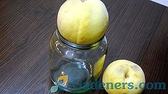 Rajskie jabłka: piękna jabłoń, jak dekoracja i mała apteka