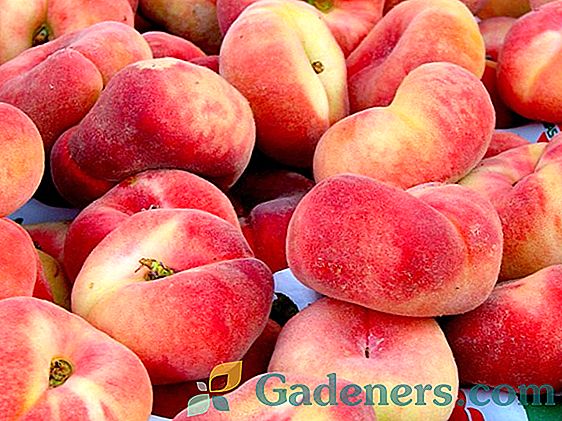 Peach: charakteristika odrôd a pestovanie
