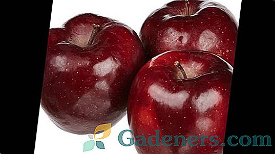 Crveni jabučni kuhar: karakteristična i obilježja uzgoja