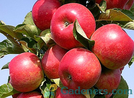 Najlepsze zimowe odmiany jabłek dla środkowej Rosji