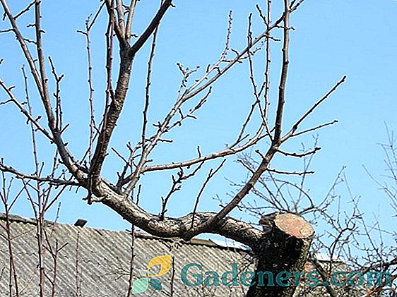 Glavni načini pomlajevanja jablan: pravilna shema reza