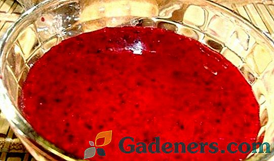 Jelly iz vrtnih jagod: kuhanje, skladiščenje in uporaba sladice