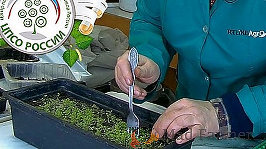 Video: pestovanie petúnie zo semien