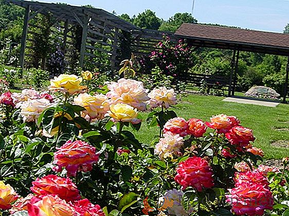 Vidéo: faire pousser des roses à l'air libre - tous les secrets