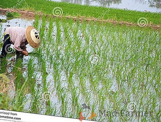 Video: kako raste riž?